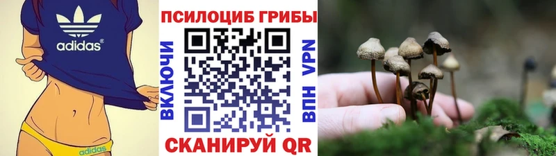 Купить где Болхов Галлюциногенные грибы Psilocybe